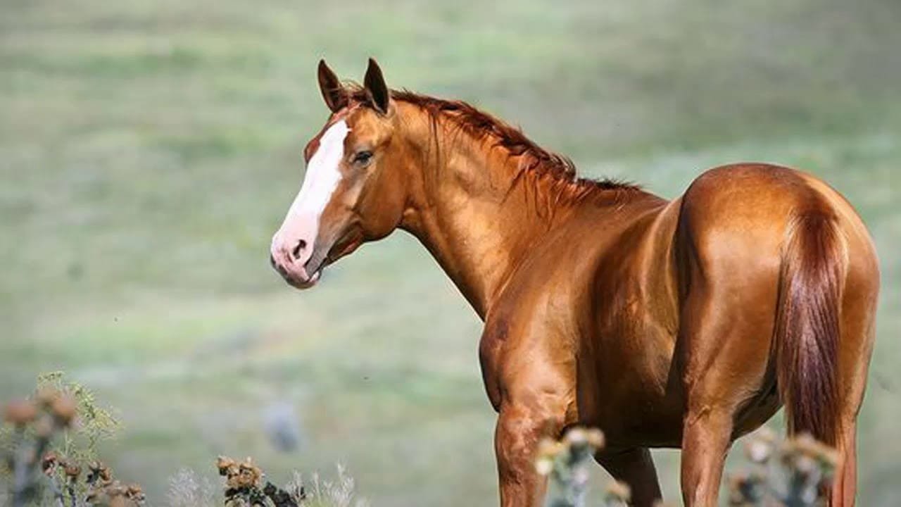 don horse