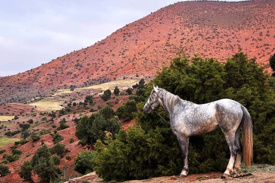 Barb Horse: Strong, steadfast, and with a big personality