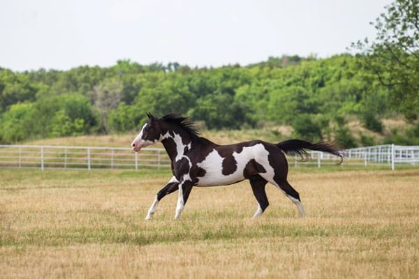 American Paint Horse