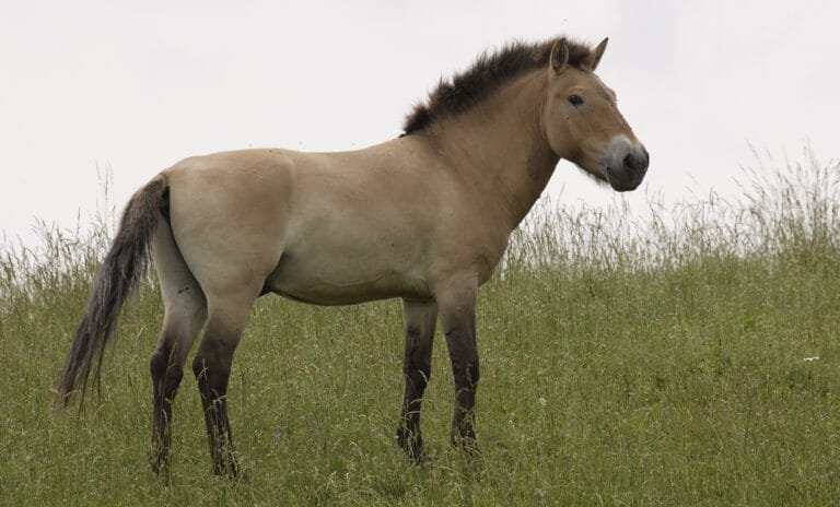 Przewalski’s horses