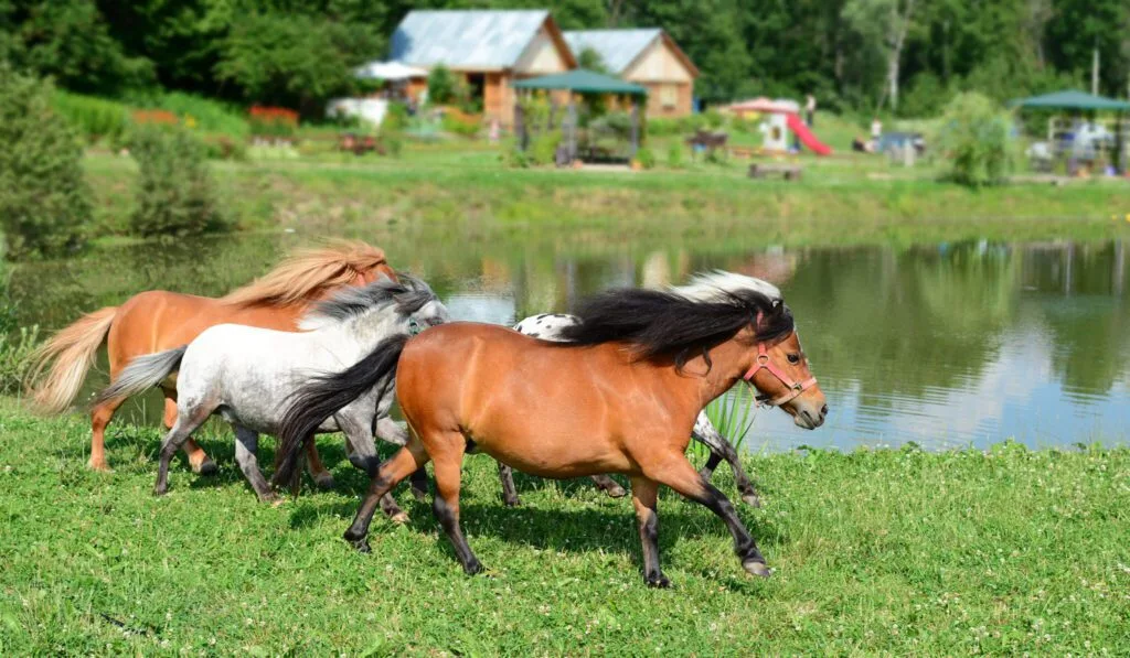 Falabella horse