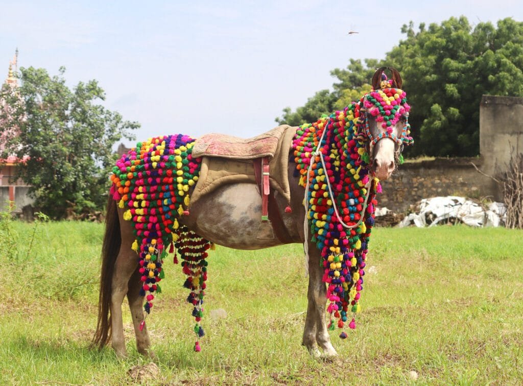 Kathiawari Horse