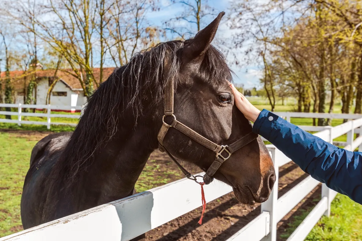 Be Horse Aware