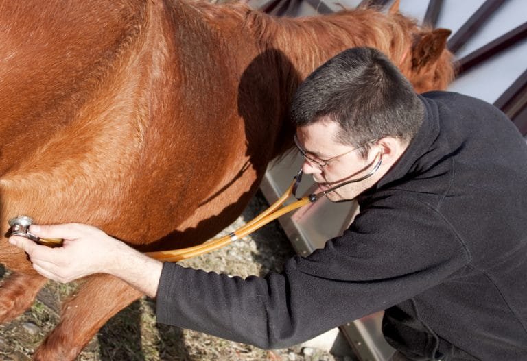 Horse Emergency First Aid: A Simple Guide