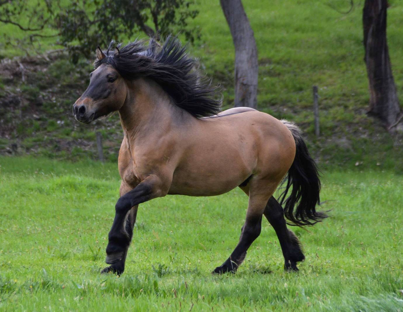 highland pony