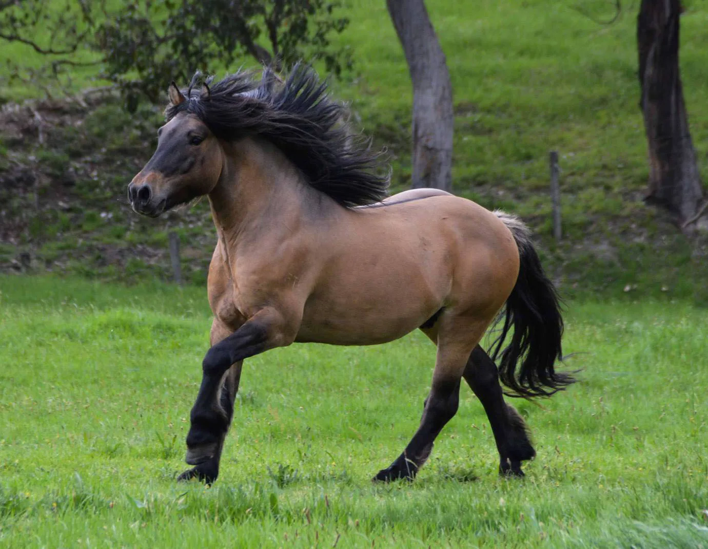highland pony