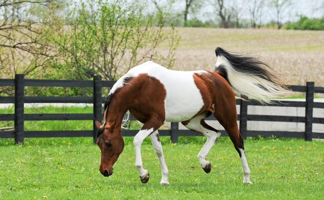 National Show Horse Breed: A Comprehensive Overview