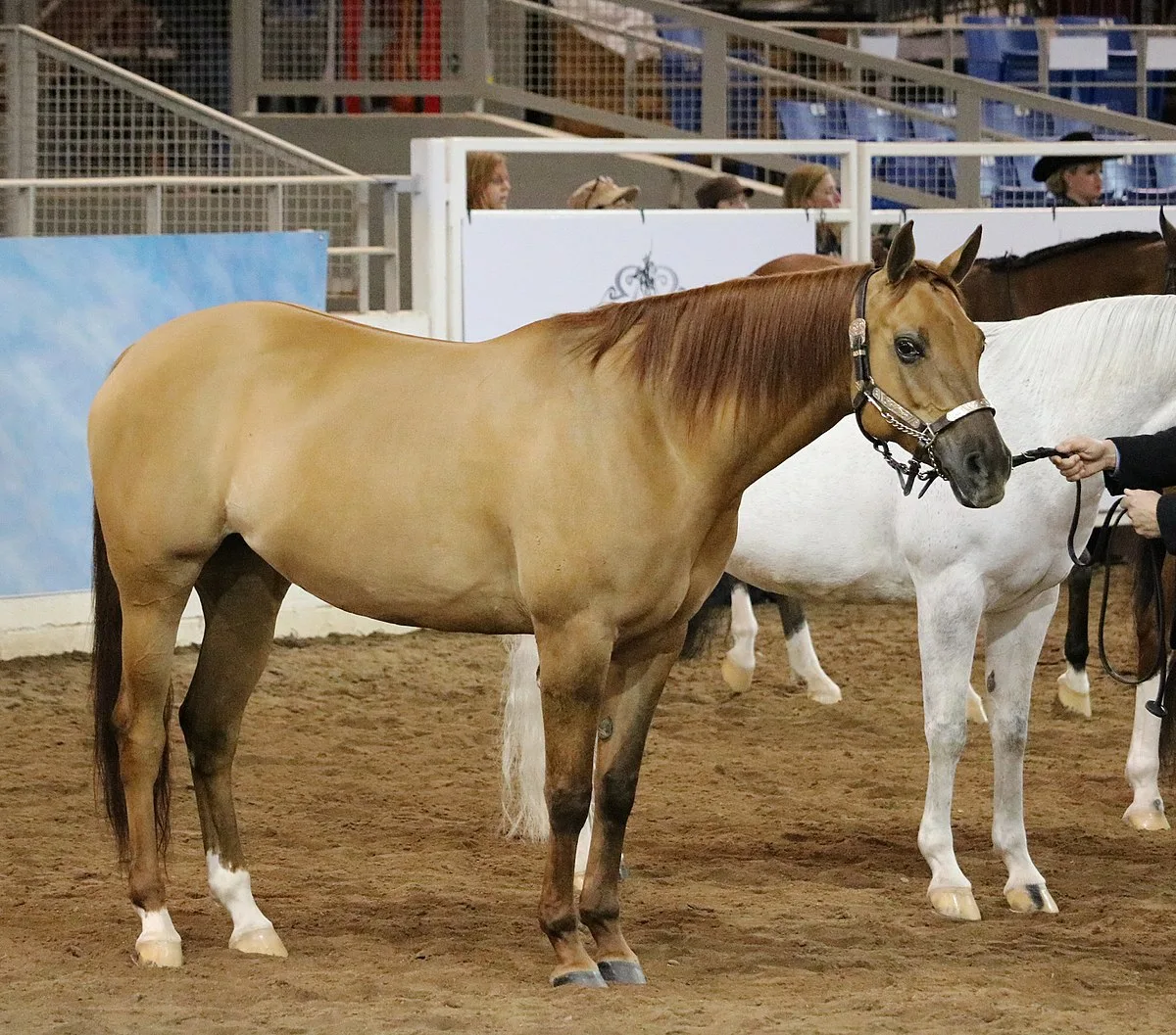 Quarab horse 
