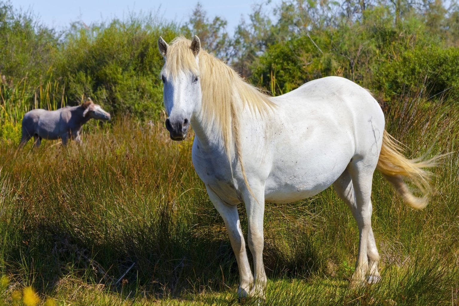 camargue-horse-grace-and-heritage-from-southern-france