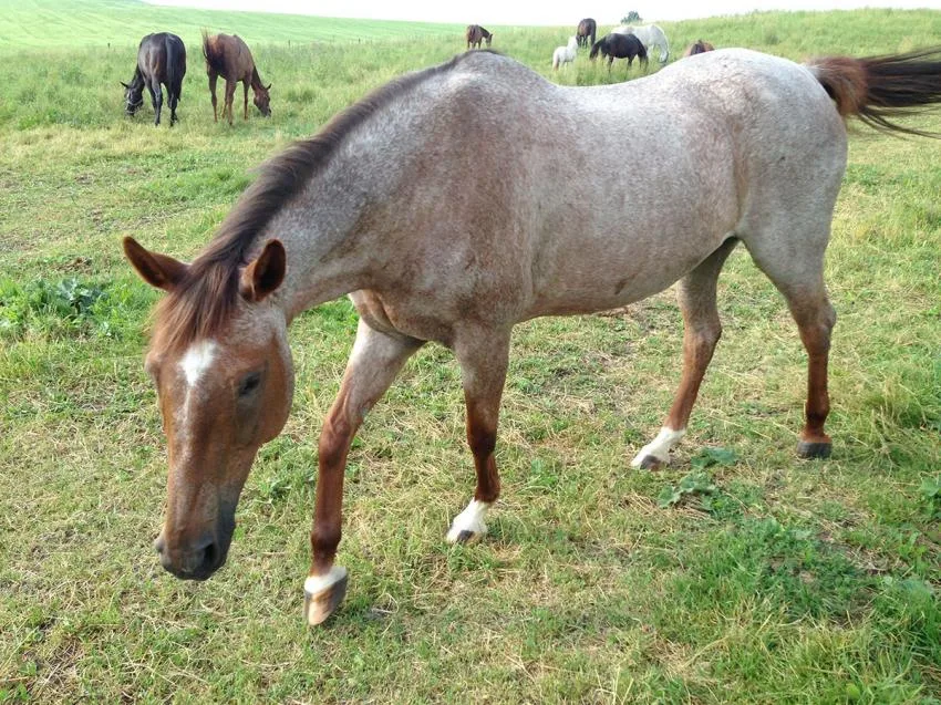 Czech Warmblood: A Comprehensive Overview