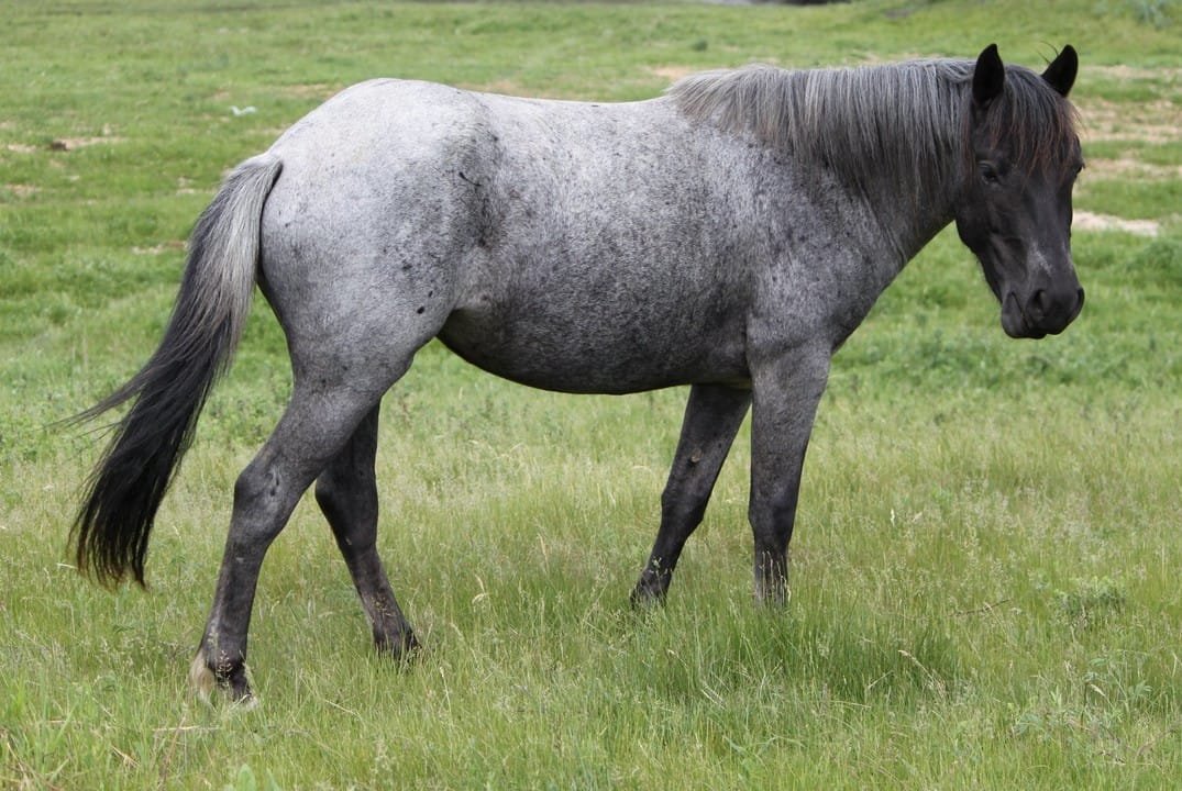  Nokota Horse: A Unique American Breed