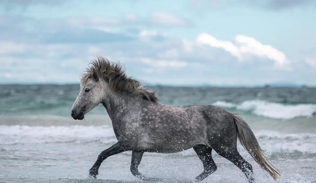 Eriskay Pony: A Unique Scottish Breed with Rich Heritage