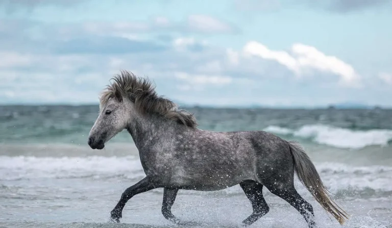 Eriskay Pony: A Unique Scottish Breed with Rich Heritage