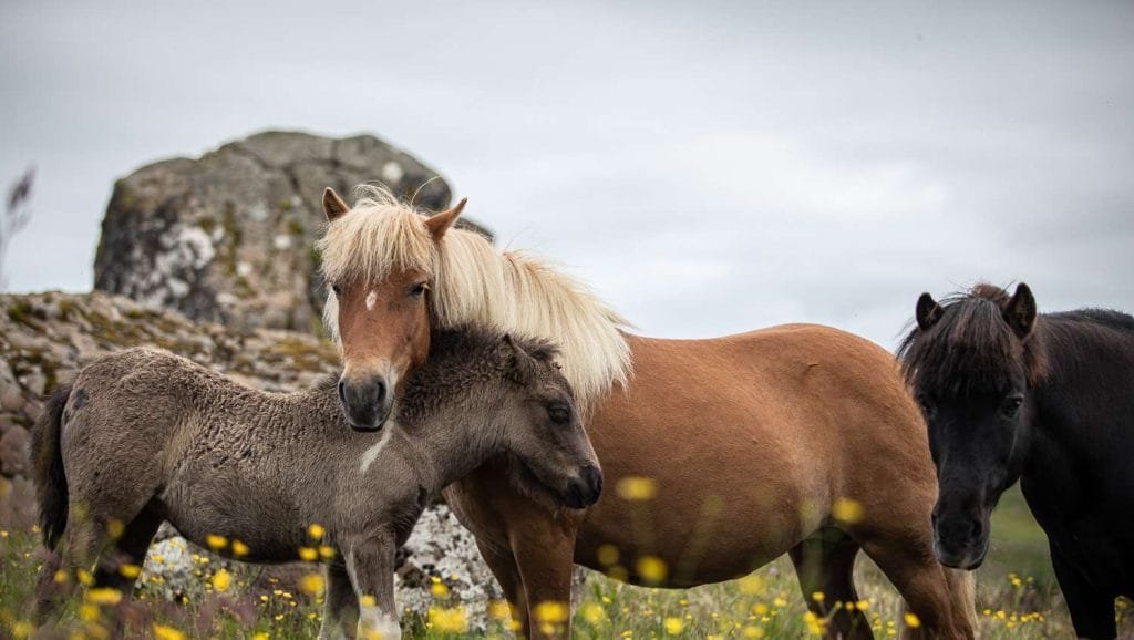 Faroese Pony: A Brief Introduction