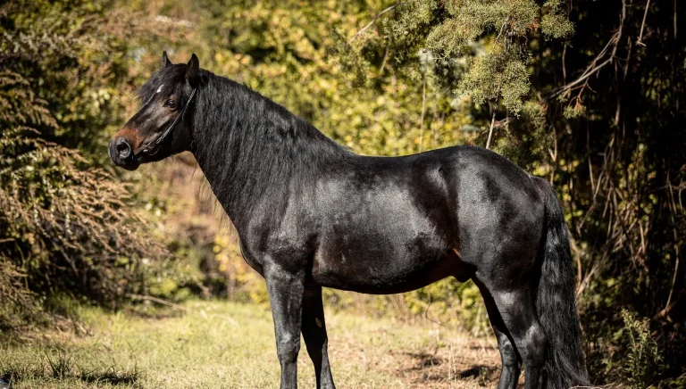 Bardigiano Horse: A Glimpse into an Ancient Italian Treasure