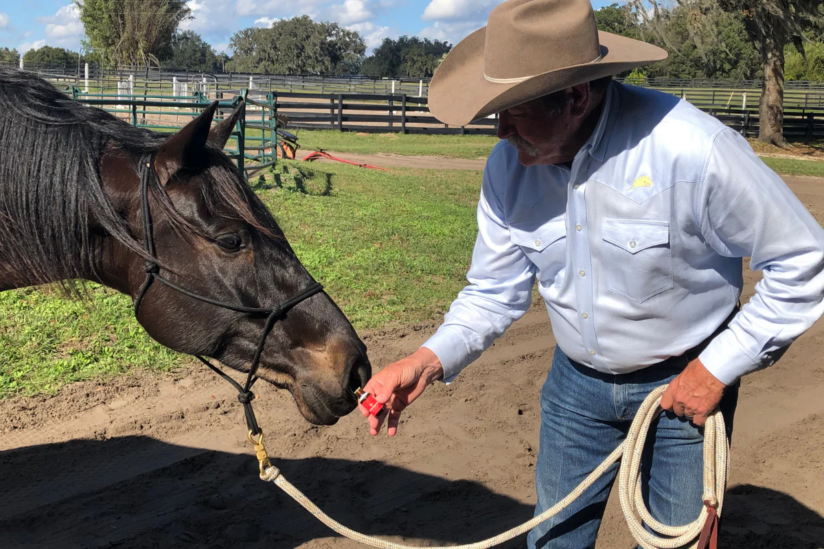 Anxious Horse: 5 Proven Strategies to Effectively Calm and Relax Your Equinon—e CompaniEssential Techniques for Creating a Trusting and Peaceful Environment