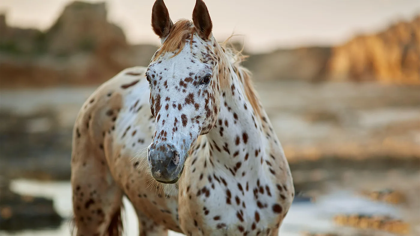 British Appaloosa