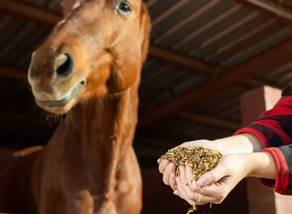 3 Steps for a Safe Transition When Changing Your Horse’s Feed: Gradual Introduction, Monitoring Health, and Consistent Practices