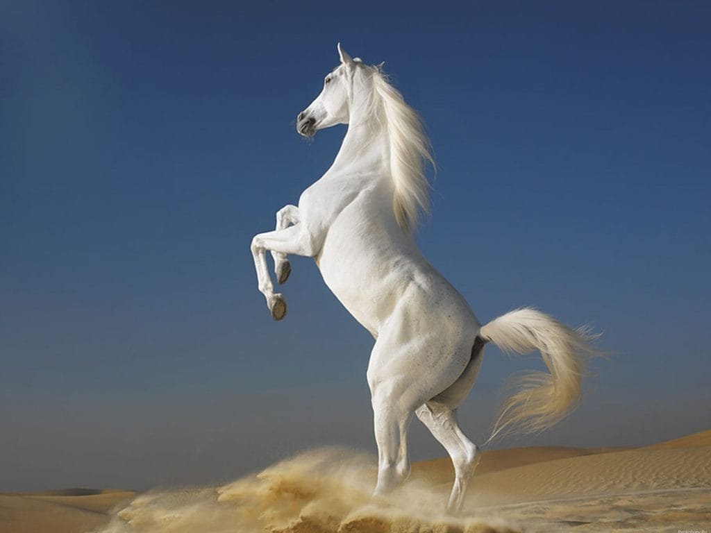 Top 5 World's Most Beautiful Horse Breeds