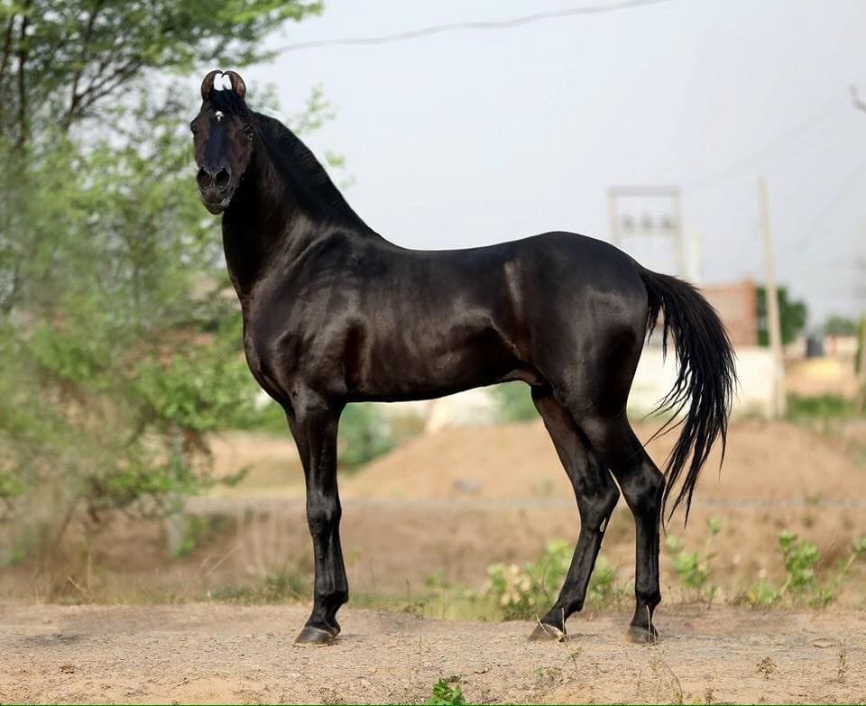 Marwari horse