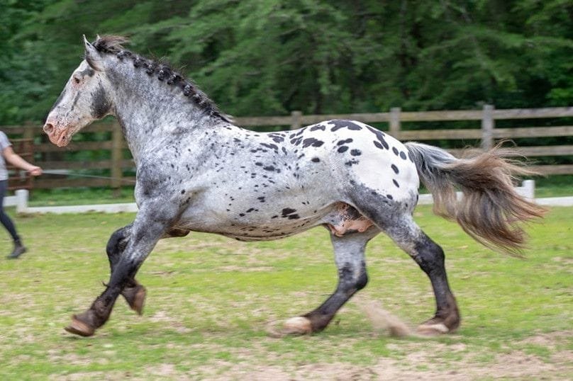 The American Sugarbush Harlequin Draft: A Unique and Charming Horse Breed