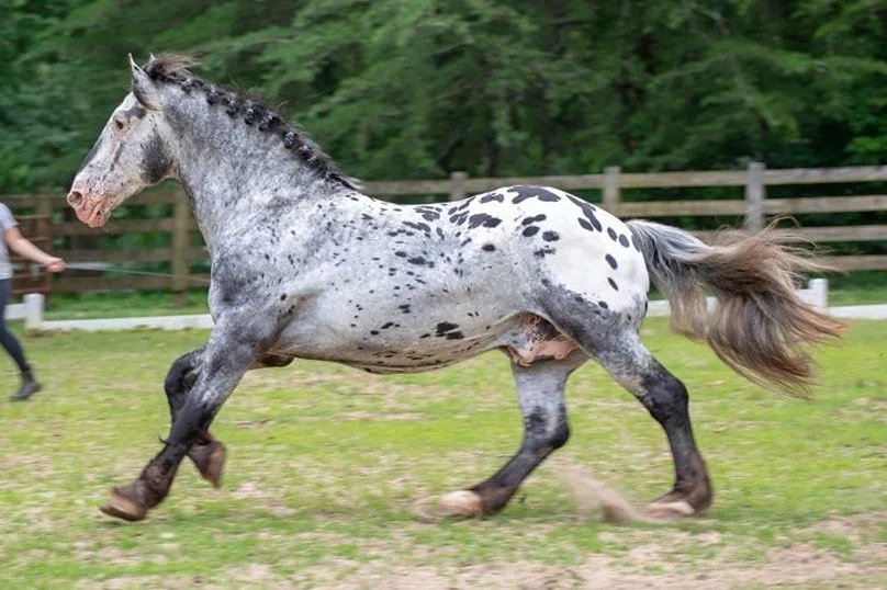 The American Sugarbush Harlequin Draft: A Unique and Charming Horse Breed
