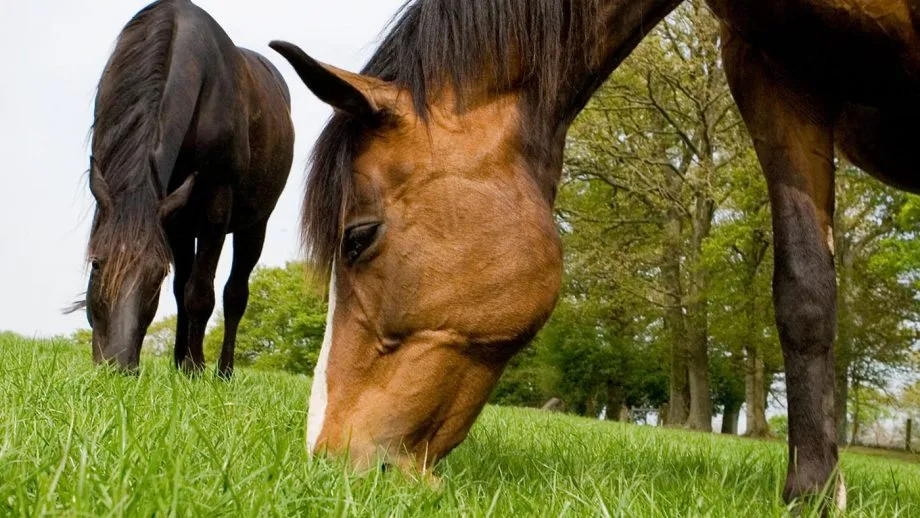 3 Steps for a Safe Transition When Changing Your Horse’s Feed: Gradual Introduction, Monitoring Health, and Consistent Practices