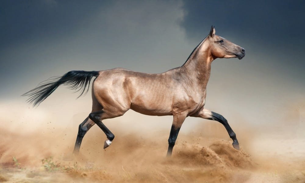 Akhal-Teke