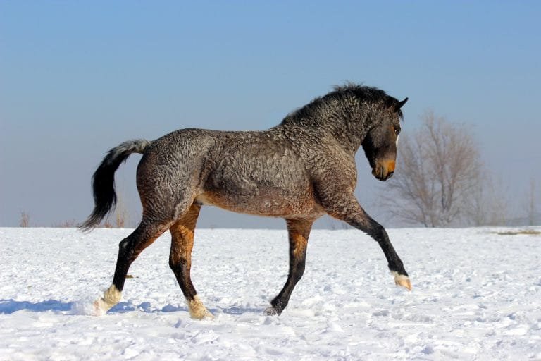 American Bashkir Curly: A Unique and Friendly Horse Breed