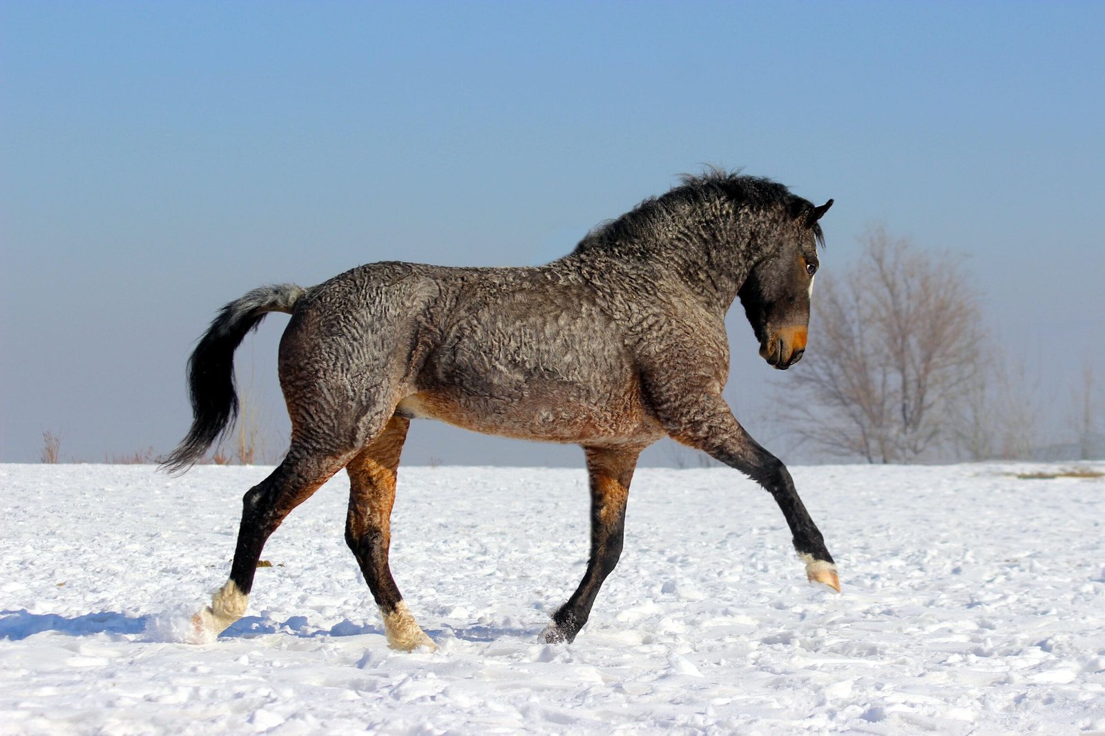 American Bashkir Curly A Unique And Friendly Horse Breed