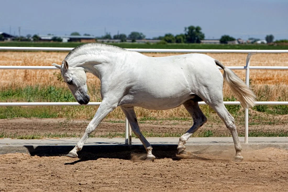 Andalusian Horse