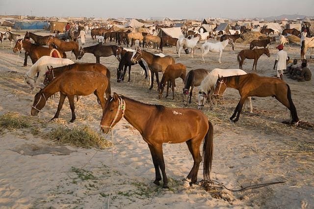 The Balotra Fair in Rajasthan, India, highlights cattle and horse trading, with lively cultural performances, traditional attire, and exciting horse riding events.