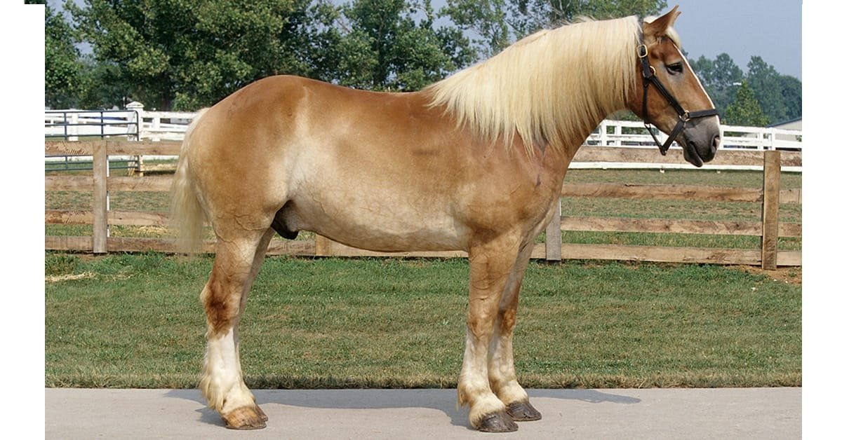 belgian horse