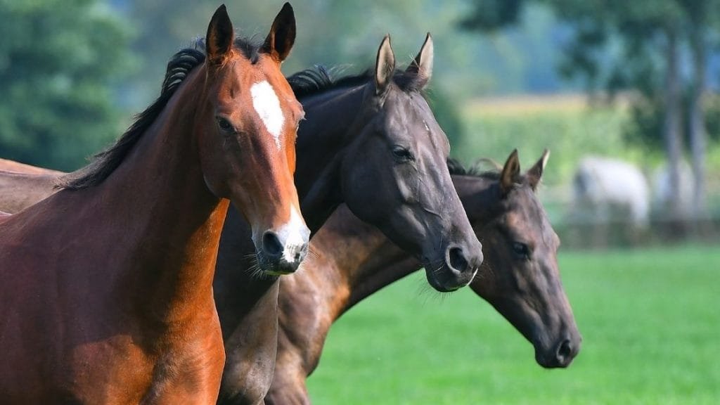 Unique Horse Breeds: 5 Rare Breeds of Horses Found in the UK