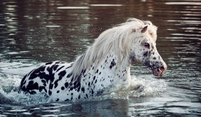 British Appaloosa