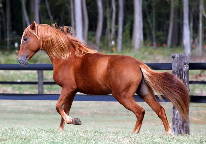Budyonny Horse: A Glimpse into a Remarkable Breed