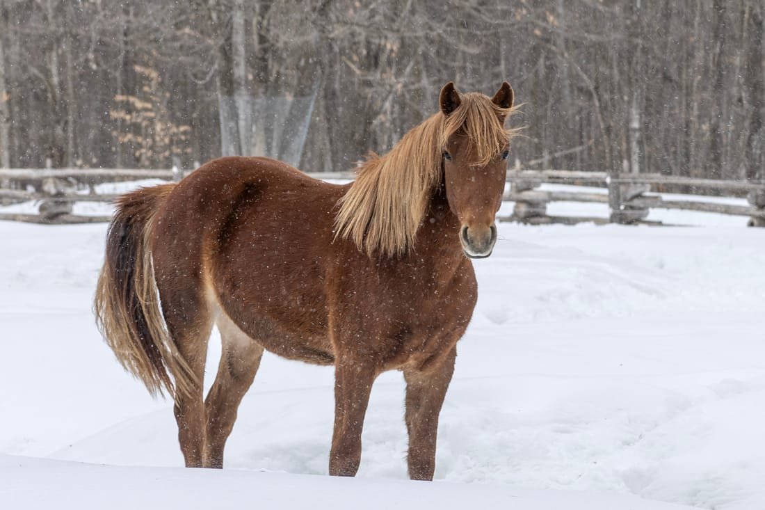 Canadian Horse: A Resilient and Proud Breed from Canada’s Past