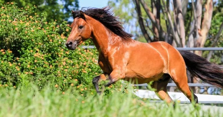 Caspian Horse: A Tiny Treasure of the Equine World