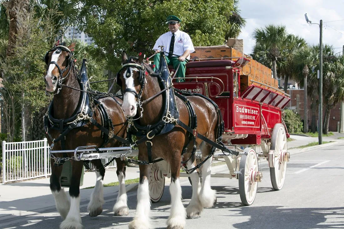 Clydesdale
