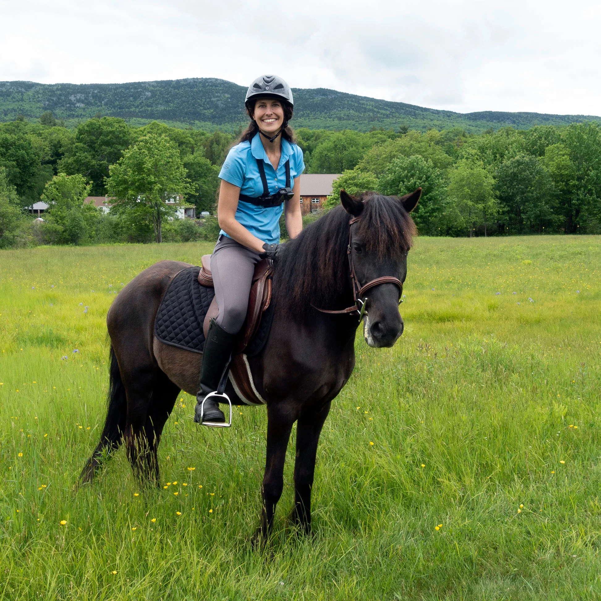 Newfoundland Pony: A Gentle Giant of the North