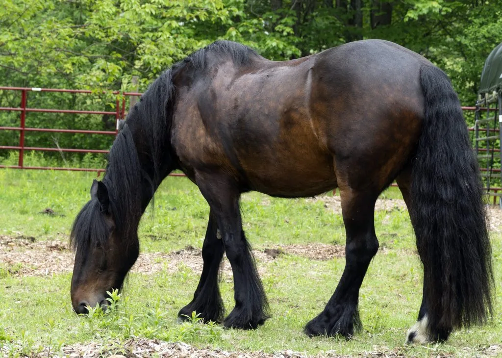 Dales Pony