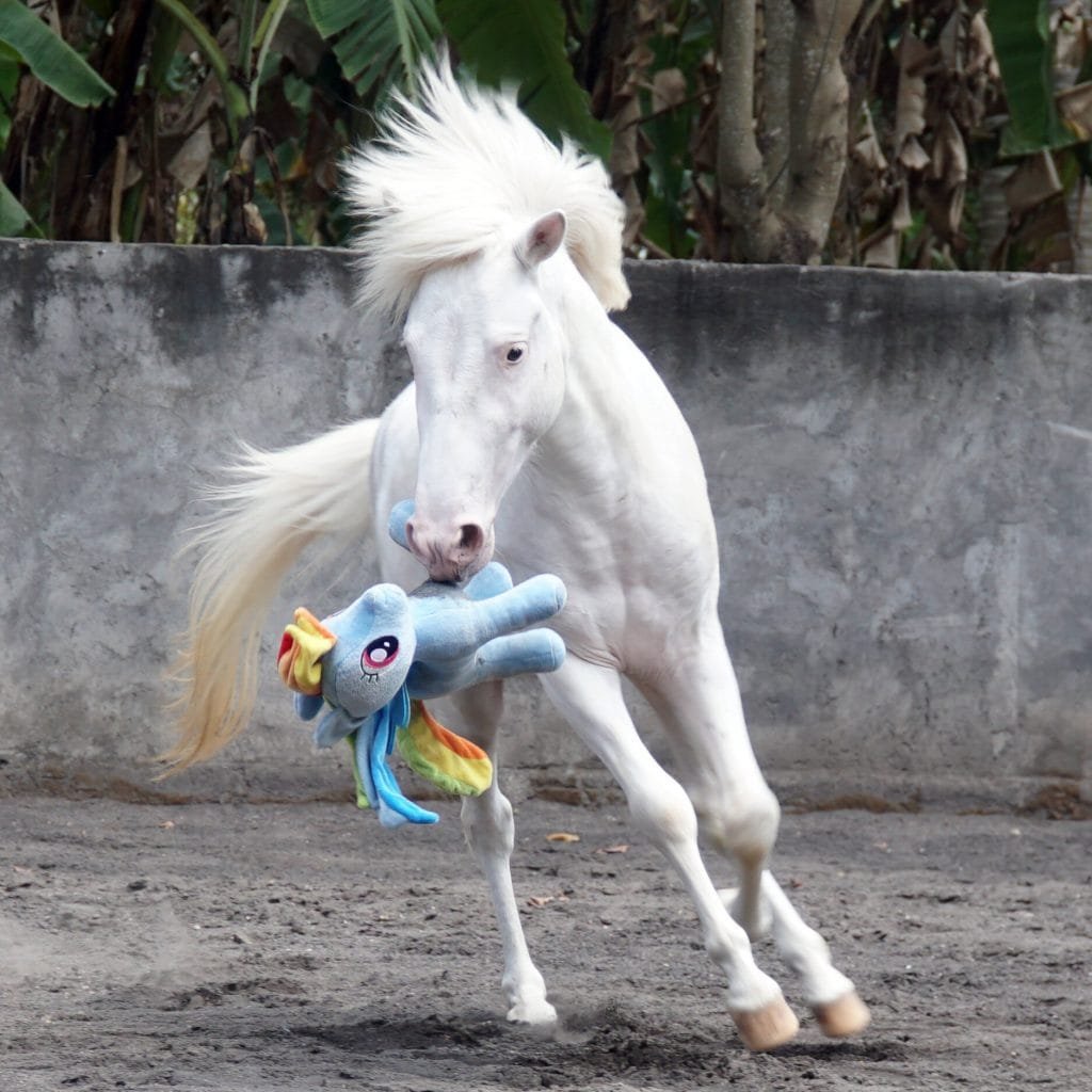 Sumba Horse: A Symbol of Strength and Tradition