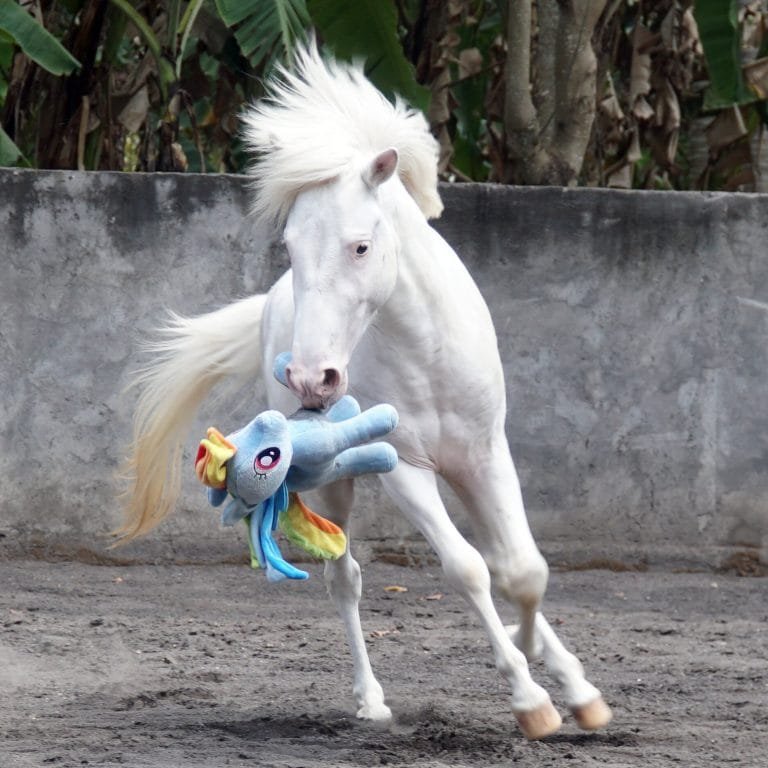 Sumba Horse: A Symbol of Strength and Tradition