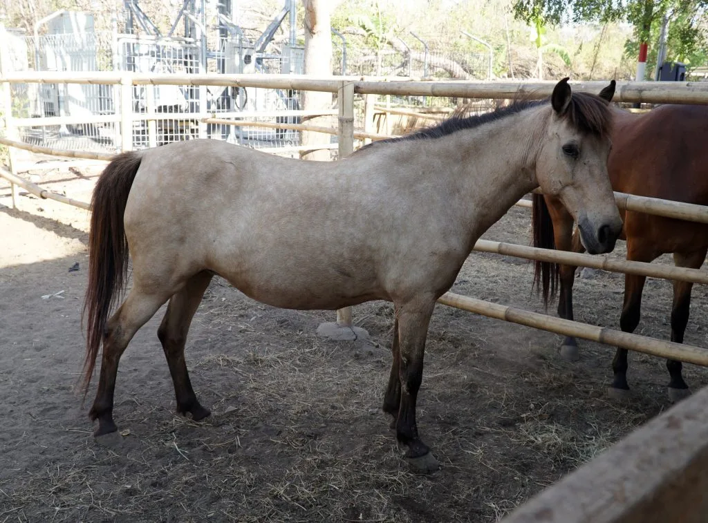 lombok horse