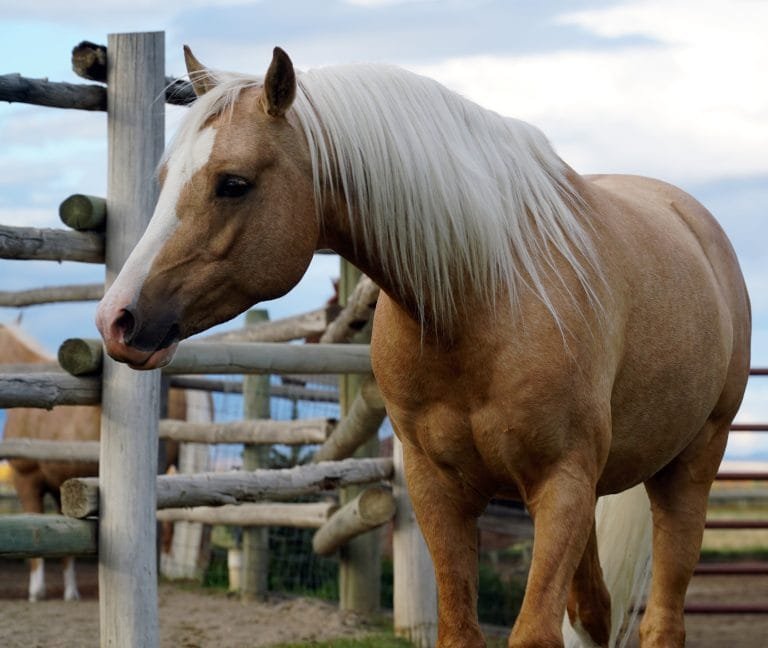 Welara Pony: stands out as a unique and captivating breed.