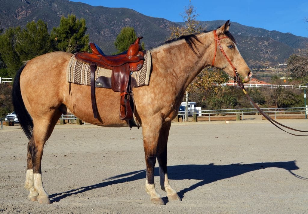 Quarab Horse Breed: A Blend of Beauty and Brilliance