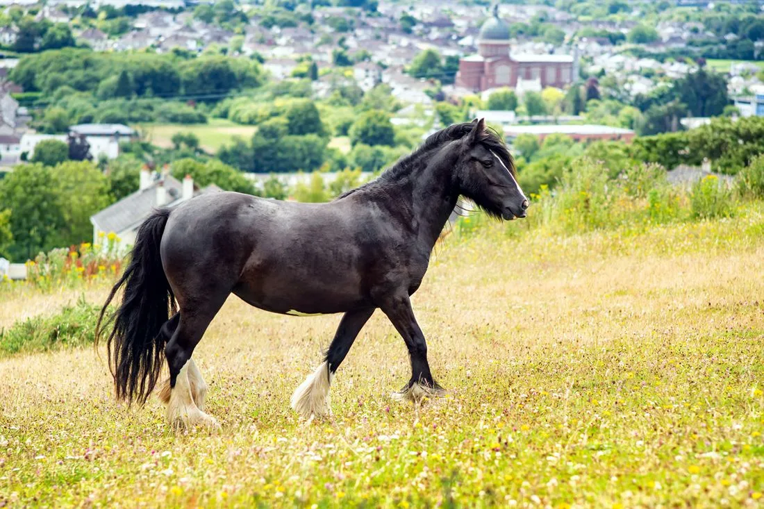 Dales Pony