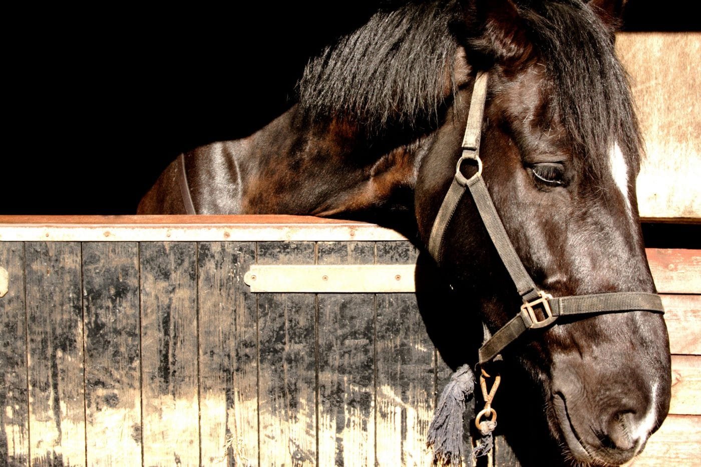 "How to Identify Signs of a Healthy and Sick Horse