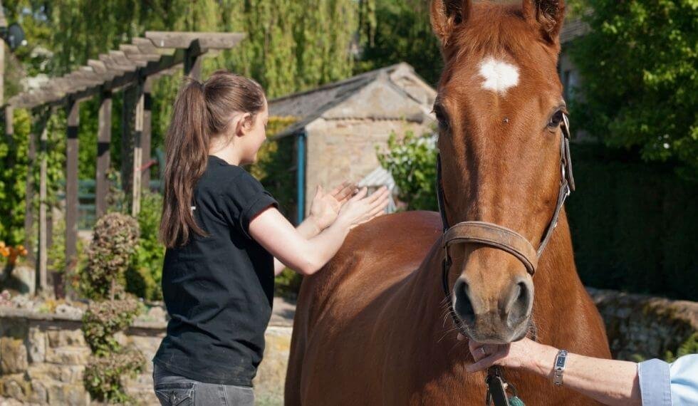 3 Exploring Complementary Therapies for Horses: A Guide to Acupuncture, Massage, and Chiropractic Care