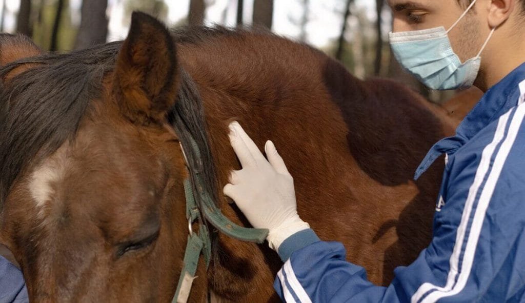 Disease Prevention and Wellness: Keeping Your Horse Healthy with Essential Care Strategies